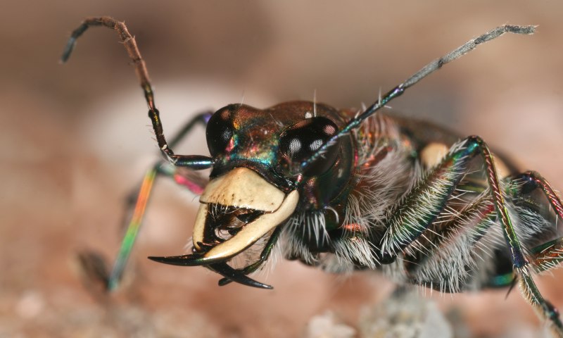 Tiger Beetle (Cicindela hybrida)