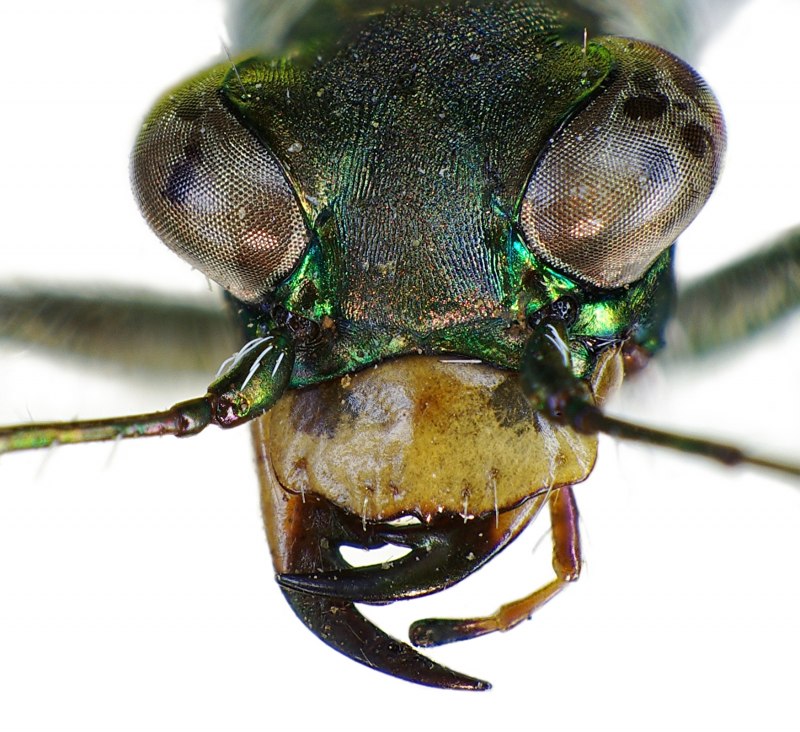 Omus californicus