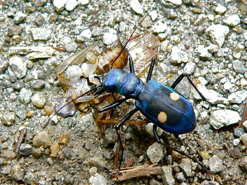 Rabidosa punctulata