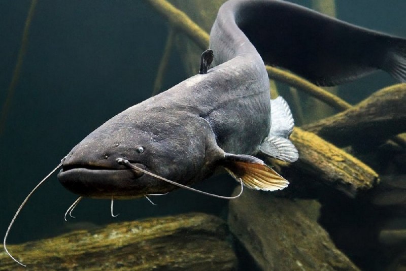 Сом обыкновенный Silurus GLANIS