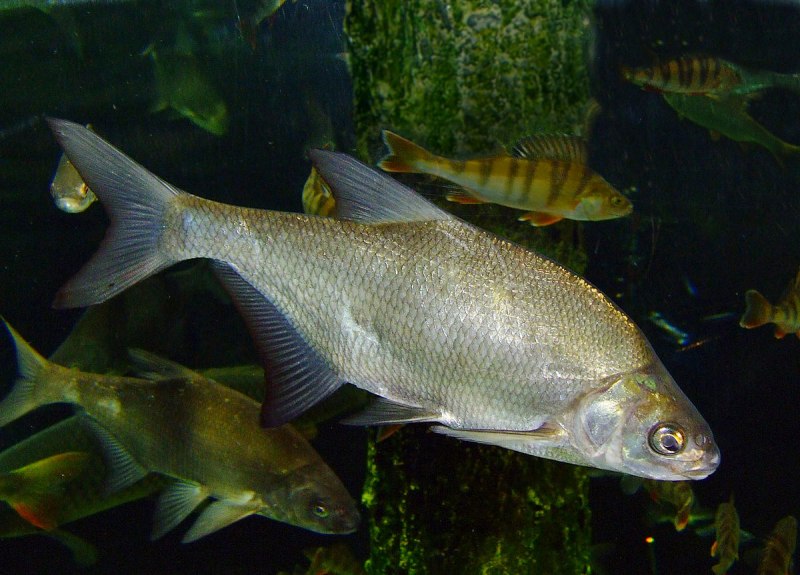 Лещ – Abramis brama
