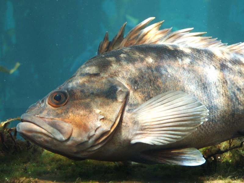 Морской широколобый окунь