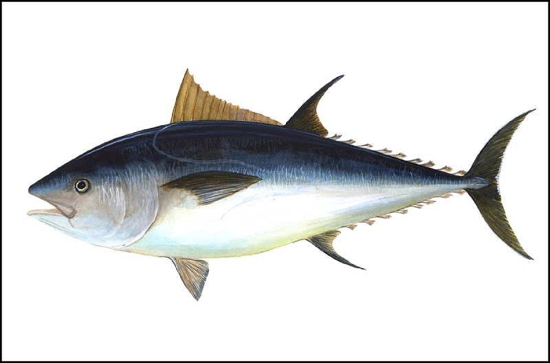 Тунец Bluefin