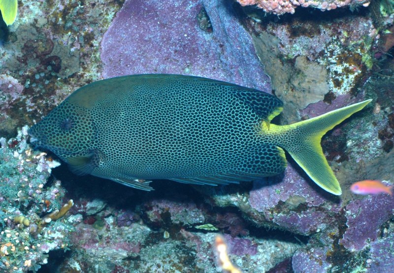 Siganus stellatus
