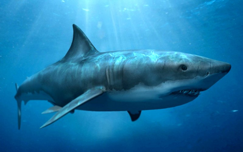 Carcharodon Megalodon