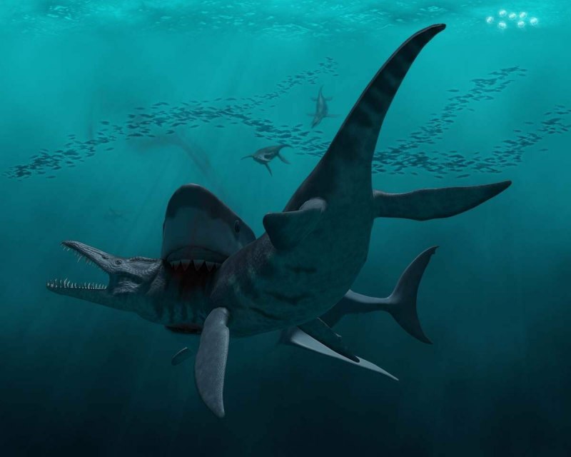 Carcharodon carcharias