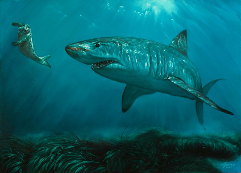 Carcharodon Megalodon