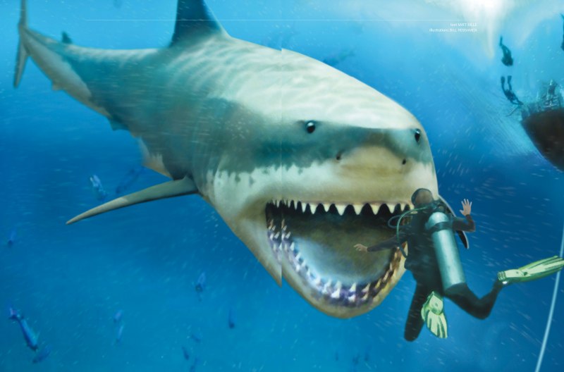 Carcharocles Megalodon