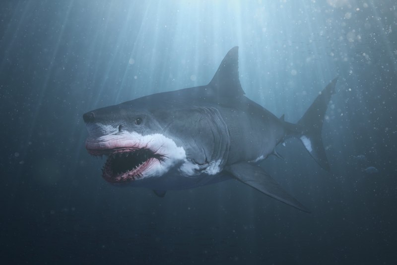Carcharocles Megalodon