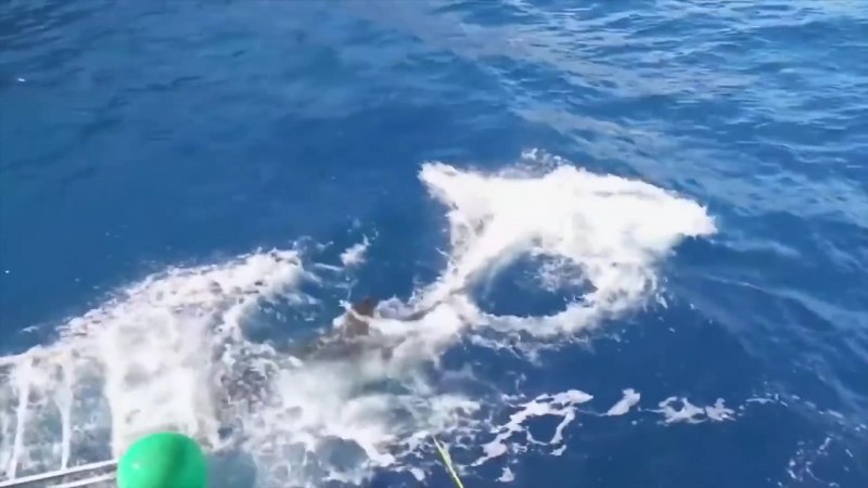 Carcharias Taurus