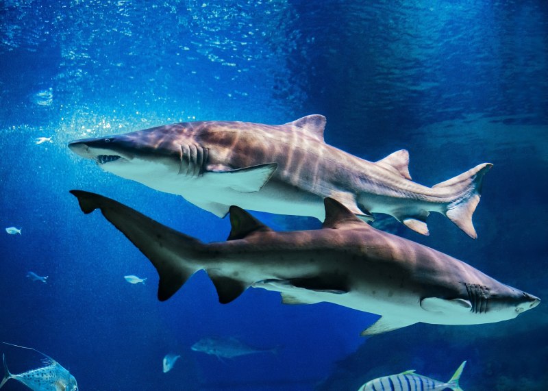 Mustelus canis акула