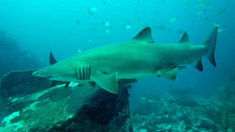 Carcharias Taurus