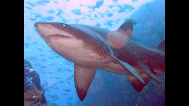 Sand Tiger Shark