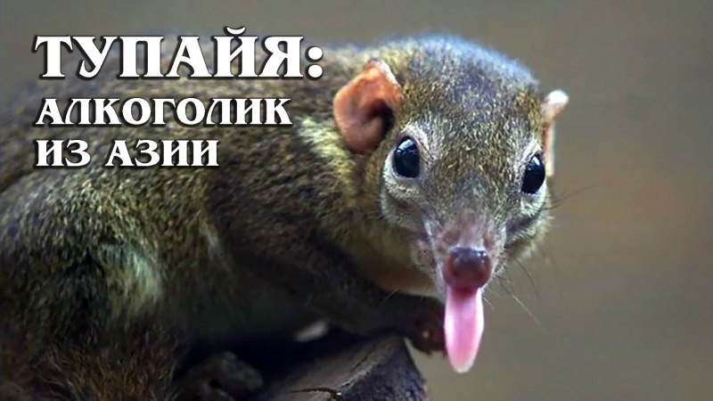 Обыкновенная тупайя