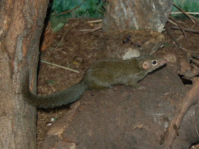 Обыкновенная тупайя (Tupaia Glis)