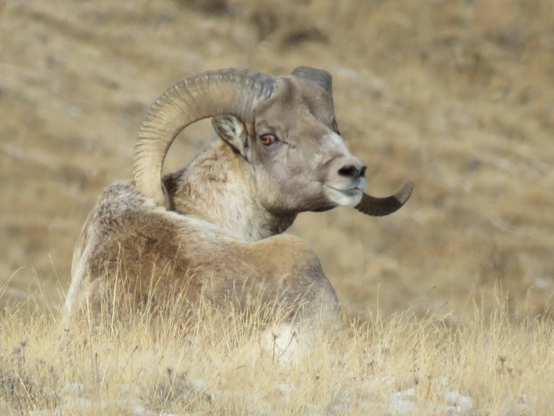 Муфлон (Ovis musimon).