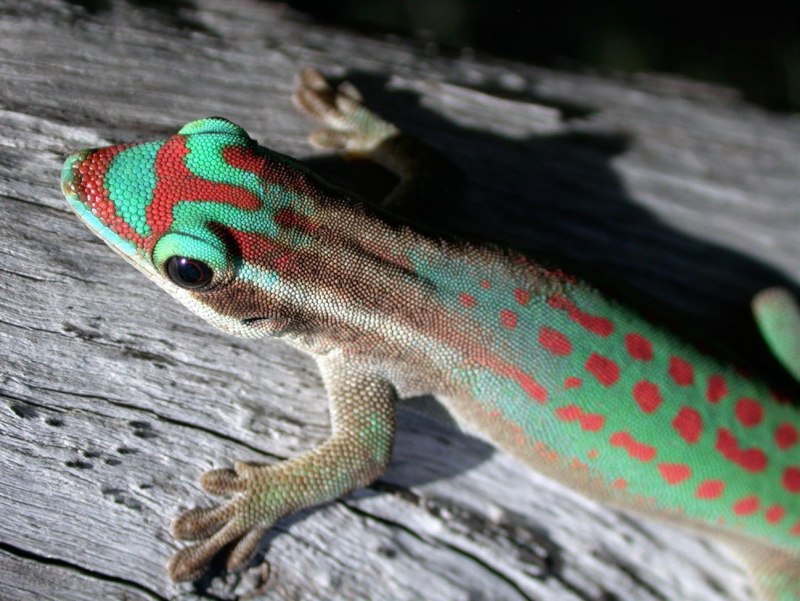 Геккон Phelsuma Ornata Ornata
