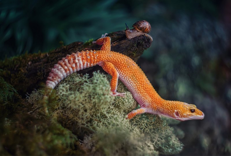 Харагуанский сферо (карликовый геккон, Sphaerodactylus ariasae),