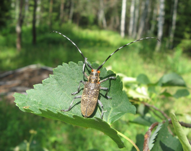 Черный Сосновый усач (Monochamus galloprovincialis oliv.)