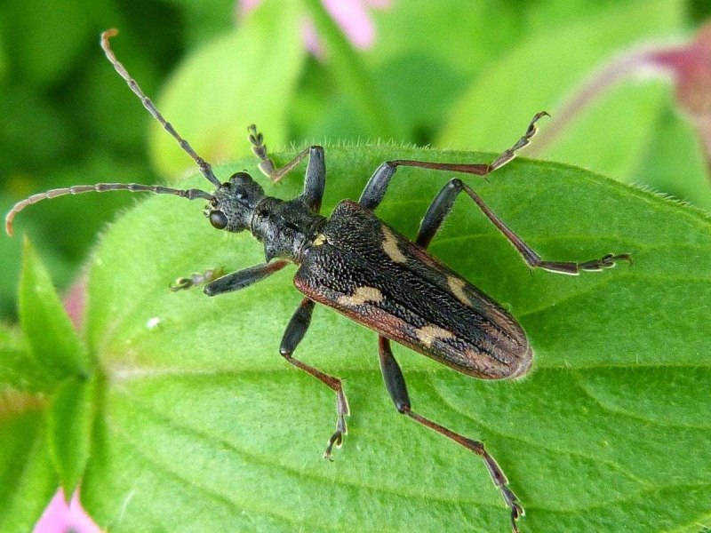 Альпийский усач (Rosalia Alpina)