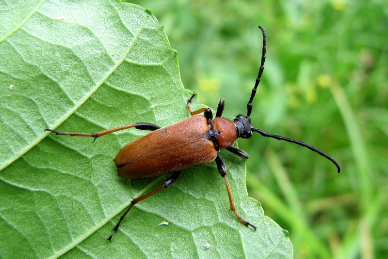 Жук усач Acanthocinus aedilis