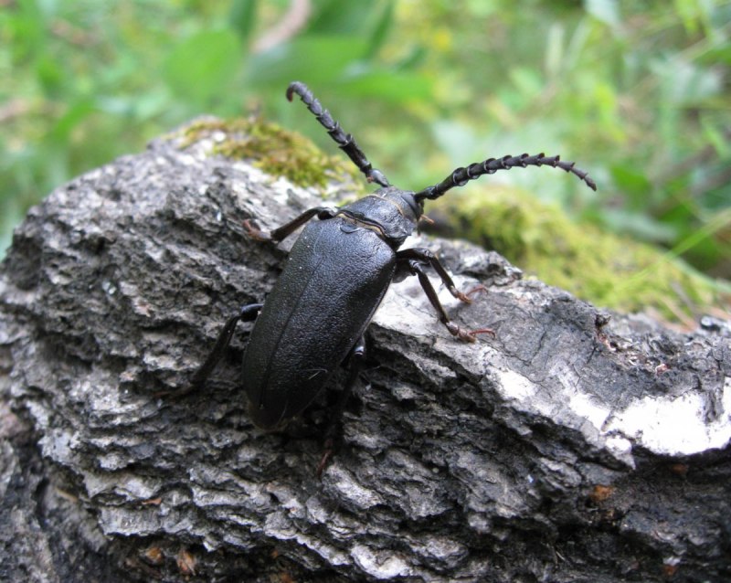 Усачи (Cerambycidae)