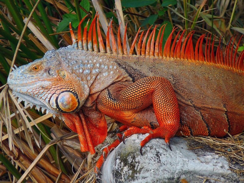 Игуана красная (Iguana Iguana)