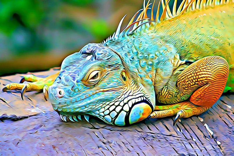 Игуана красная (Iguana Iguana)