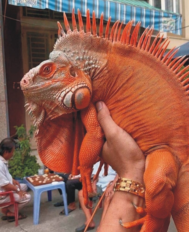 Iguana Iguana Blue