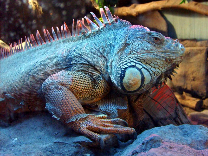 Игуана красная (Iguana Iguana)