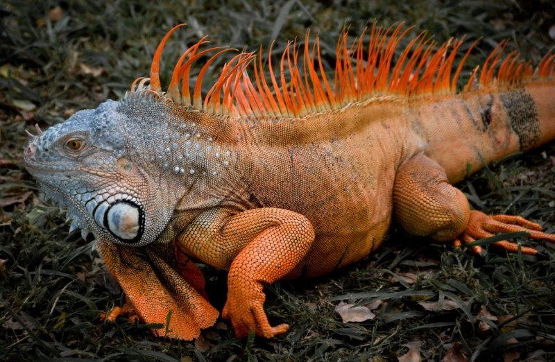 Игуана красная (Iguana Iguana)