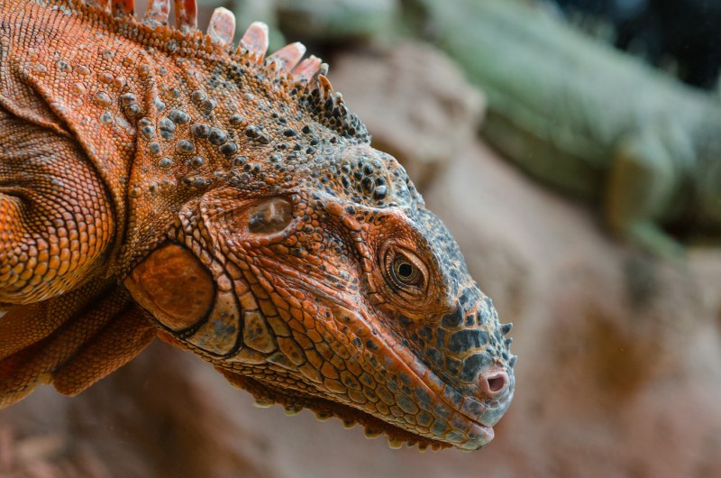 Игуана красная (Iguana Iguana)