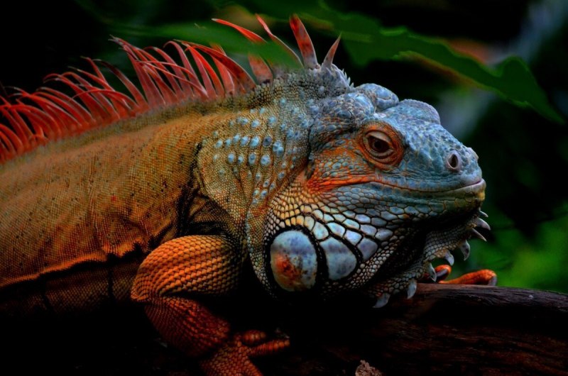 Игуана (Iguana Iguana