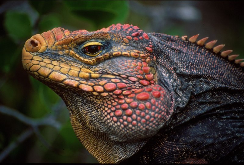 Игуана (Iguana Iguana