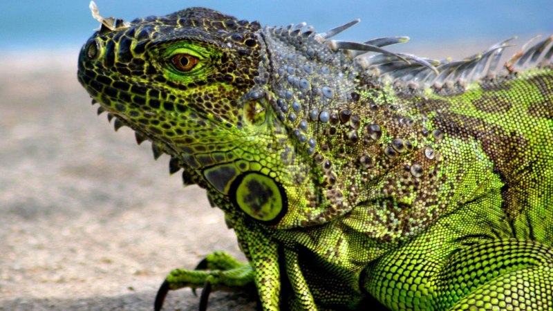 Игуана (Iguana Iguana