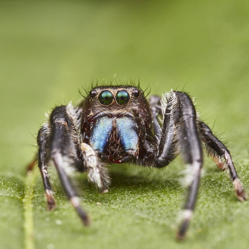 Salticidae пауки-скакуны