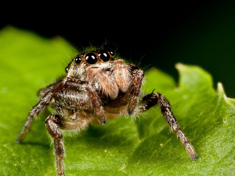 Salticidae пауки-скакуны