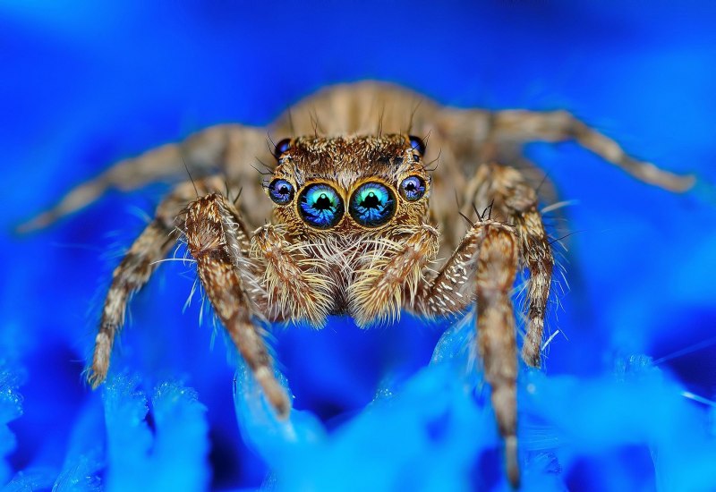 Паук скакун euophrys