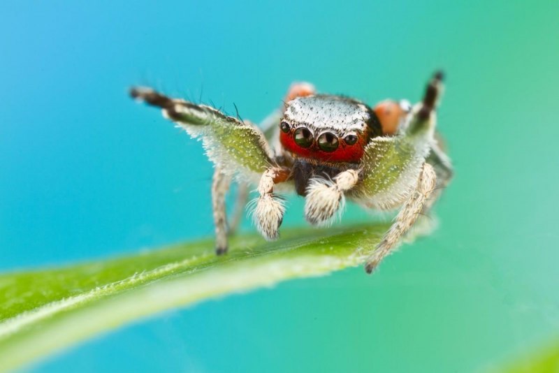 Паук-Павлин (Maratus volans)