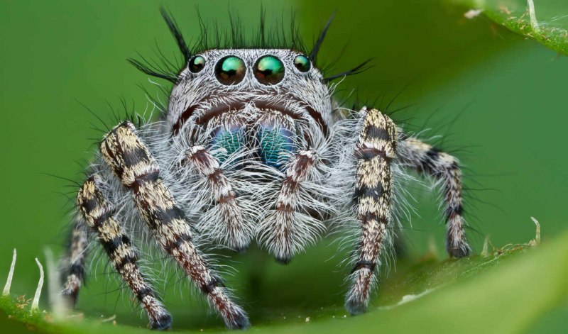 Maratus personatus