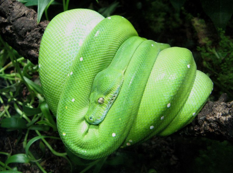 Питон Morelia viridis
