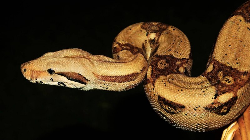 Зелёный древесный питон Morelia viridis