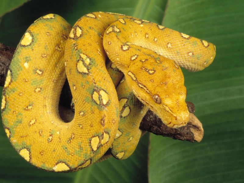 Питон Morelia viridis