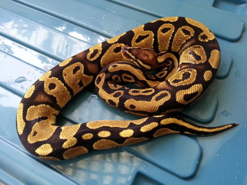 Morelia viridis морфы