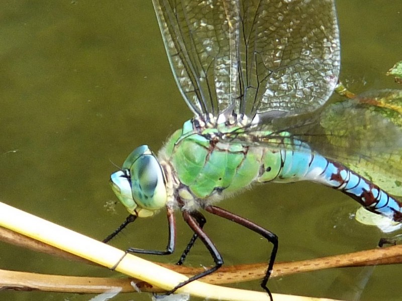 Anax Imperator (Leach, 1815) – Дозорщик-Император