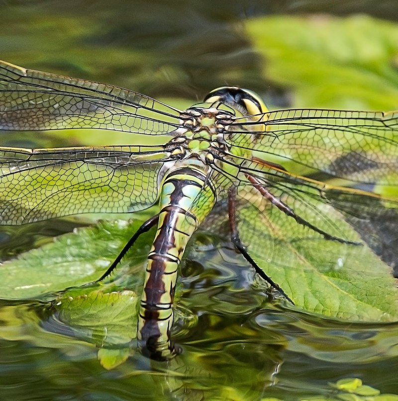 Дозорщик-Император Anax Imperator