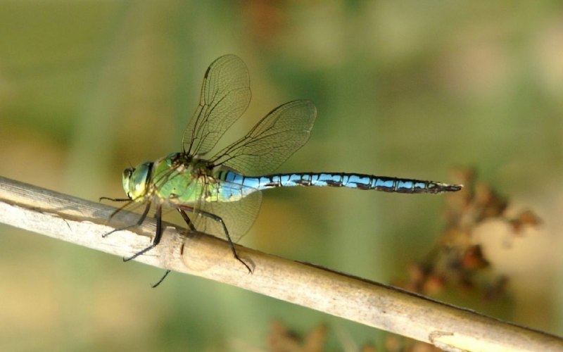 Дозорщик-Император – Anax Imperator Leach