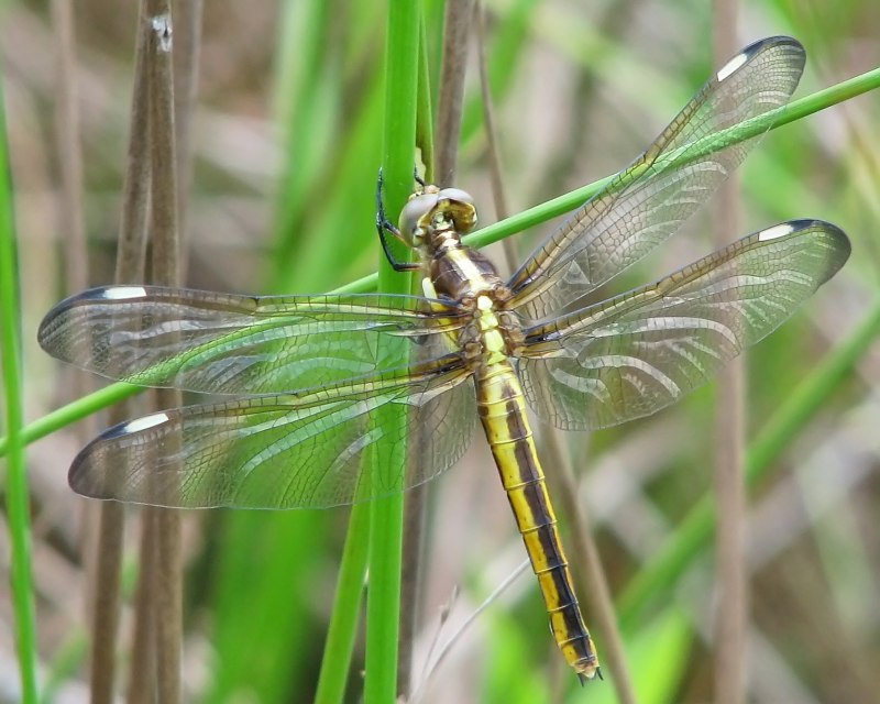 Neopetalia punctata