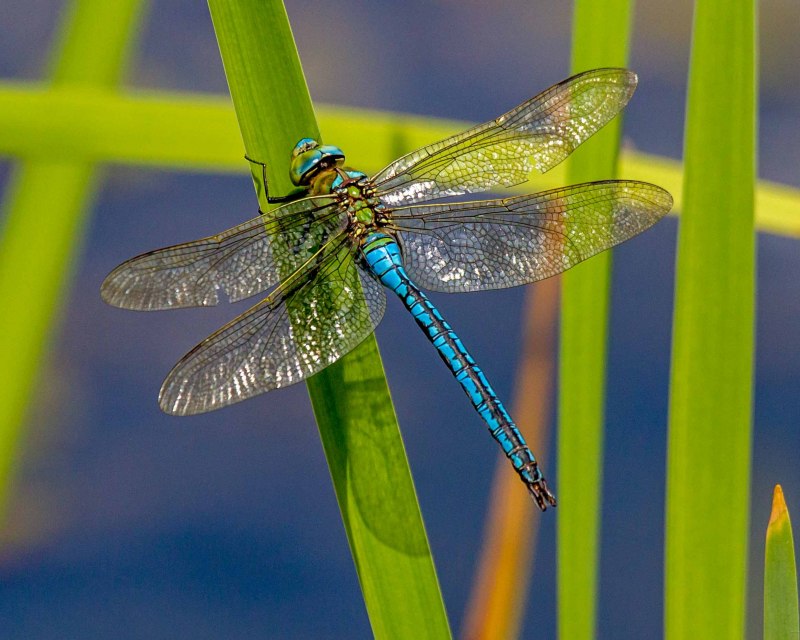 Дозорщик-Император Anax Imperator