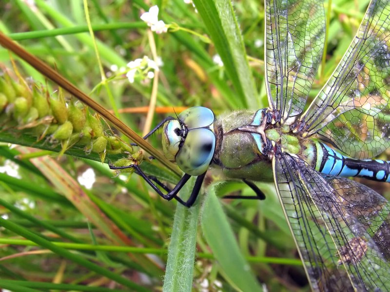 Дозорщик-Император Anax Imperator